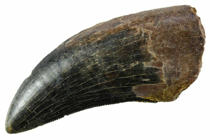 Serrated, Tyrannosaur (Nanotyrannus) Tooth - Montana #353339